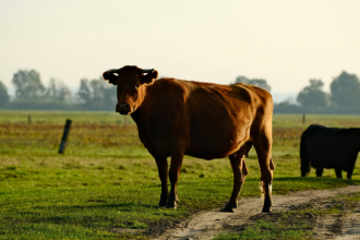 Como a genética bovina impulsiona resultados no campo, João Eustáquio De Almeida Junior explica o impacto do melhoramento na produtividade.