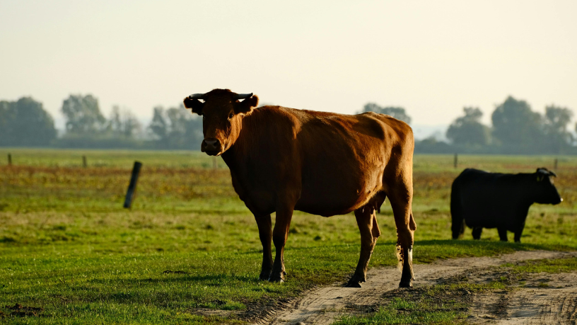 Como a genética bovina impulsiona resultados no campo, João Eustáquio De Almeida Junior explica o impacto do melhoramento na produtividade.